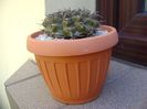 Gymnocalycium vatteri