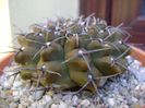 Gymnocalycium vatteri