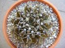 Gymnocalycium vatteri