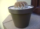 Gymnocalycium obductum