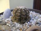 Gymnocacalycium ragonesei