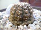 Gymnocacalycium ragonesei