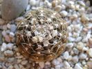 Gymnocacalycium ragonesei