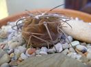 Gymnocalycium spegazzinii v. sarkae, KP54, San Felipe, AG