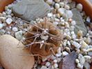 Gymnocalycium spegazzinii v. sarkae, KP54, San Felipe, AG