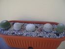 Grup de 5 Mammillaria