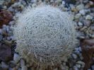 Mammillaria humboldtii