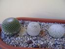 Grup de 5 Mammillaria