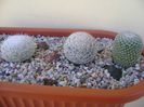 Grup de 5 Mammillaria