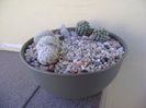 Grup de 4 Mammillaria