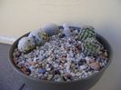 Grup de 4 Mammillaria