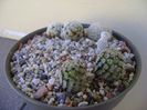 Grup de 4 Mammillaria