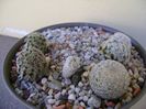 Grup de 4 Mammillaria