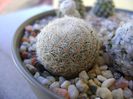 Mammillaria lasiacantha