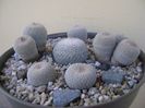 Grup de 6 Epithelantha