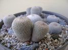 Grup de 6 Epithelantha