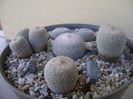 Grup de 6 Epithelantha