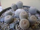 Grup de 6 Epithelantha