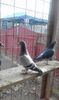 RO 03-216313 M Sendruc Ghe.(15 ani)