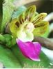 pelatantheria insectifera floare