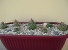 Grup de 7 Turbinicarpus