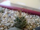 Turbinicarpus graminispinus