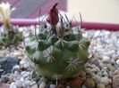 Turbinicarpus viereckii