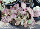 Kalanchoe humillis