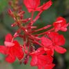 plumbago-indica-chitra-mool-500x500