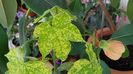 Abutilon variegat