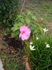 Hibiscus Moscheutos roz