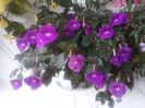 Purple King - 4