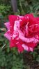 florov 48