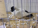DSCF7453