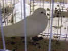 DSCF7454