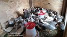 Pui la 4 saptamani  eclozati in 22 iunie