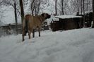 Shuna (38)