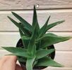 Aloe Ciliaris 15 lei