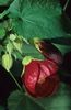 Abutilon 'Ashford Red'