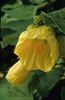 Abutilon 'Henry Makepeace'