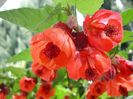 Abutilon