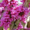 Cercis chinensis