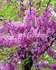 Cercis