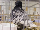 DSCF7516