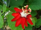 Passiflora coccinea