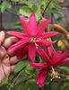 Passiflora hybrid 'Susan Brigham'