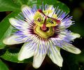 passiflora-caerulea - cu fructe comestibile