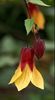 ABUTILON