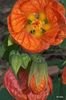 ABUTILON