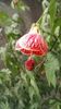 ABUTILON